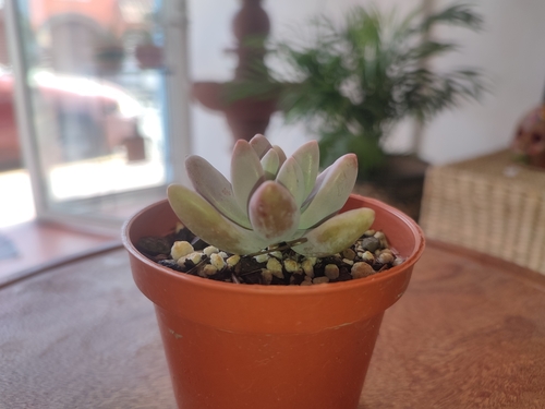 Pachyphytum machucae 3