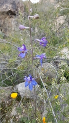 Delphinium scaposum