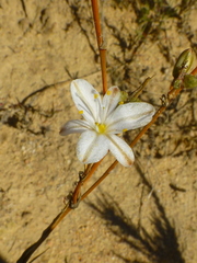 Chlorophytum rigidum