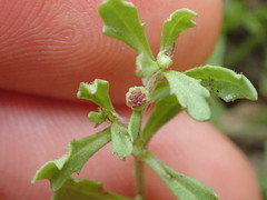 Centipeda aotearoana