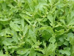 Centipeda aotearoana