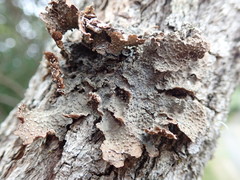 Pseudocyphellaria haywardiorum