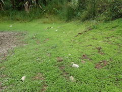 Centipeda aotearoana