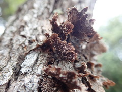 Pseudocyphellaria haywardiorum