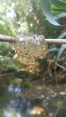 Natalobatrachus bonebergi