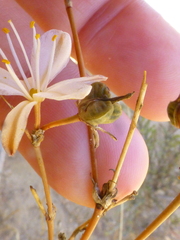 Chlorophytum rigidum