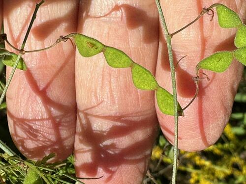 Desmodium laevigatum image