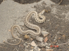 Thamnophis scalaris