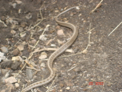 Thamnophis scalaris