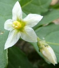 Australian nightshade (Solanum emulans)
