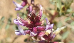 Astragalus preussii