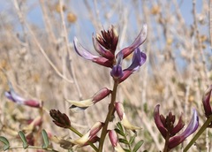 Astragalus preussii