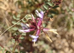 Astragalus preussii