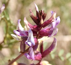 Astragalus preussii