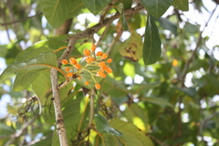 Cordia rickseckeri