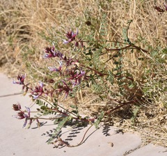 Astragalus preussii