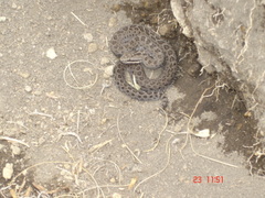 Crotalus triseriatus