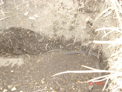 Crotalus triseriatus