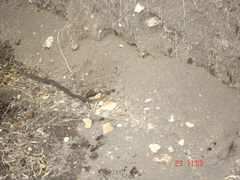 Crotalus triseriatus