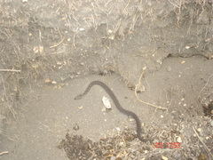 Crotalus triseriatus