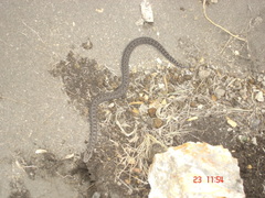 Crotalus triseriatus