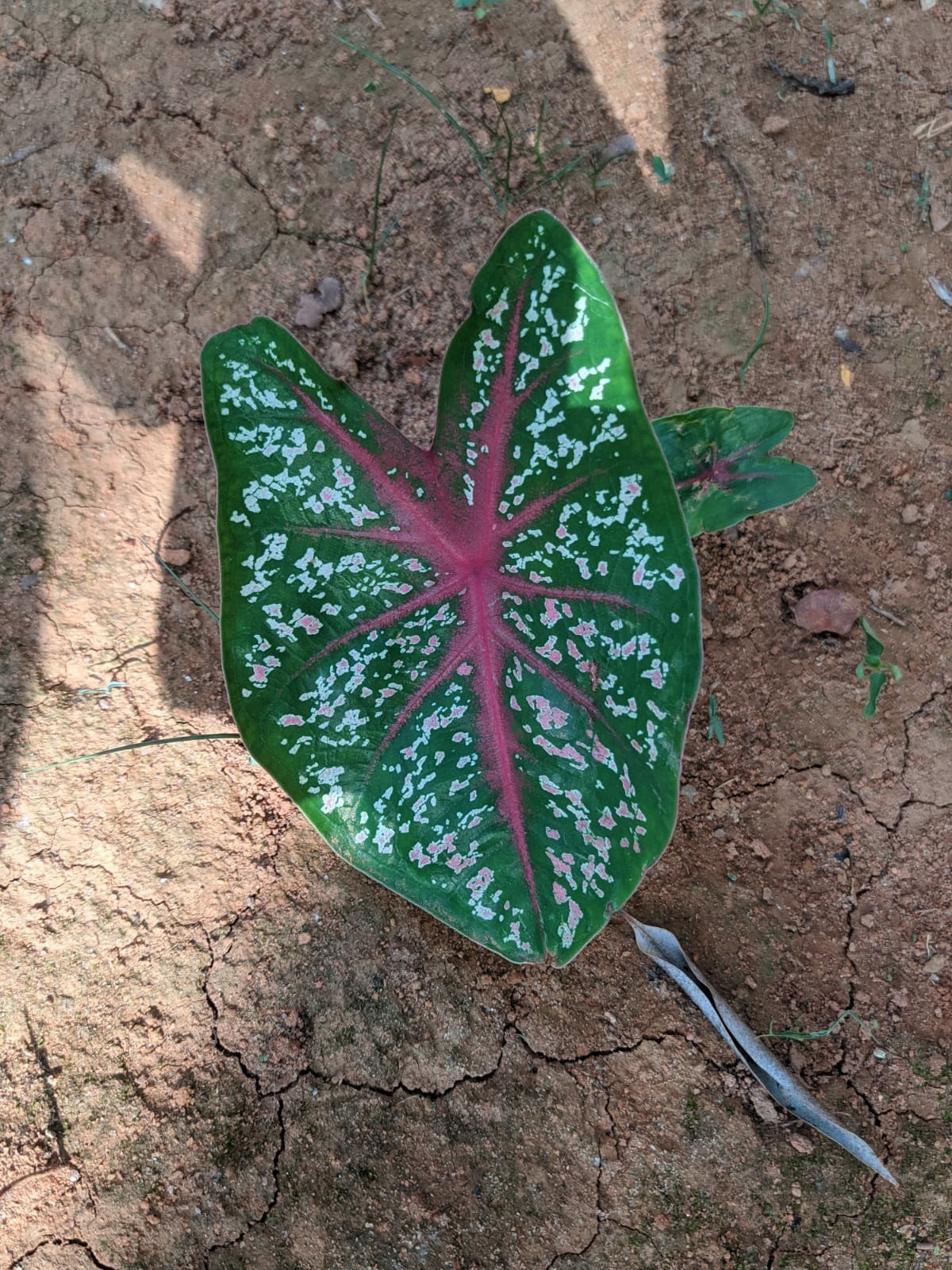 Caladium bicolor