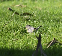Setophaga coronata
