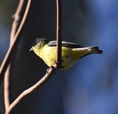Spinus psaltria