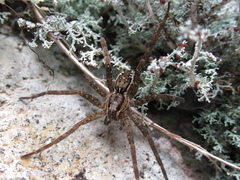 Dolomedes dondalei