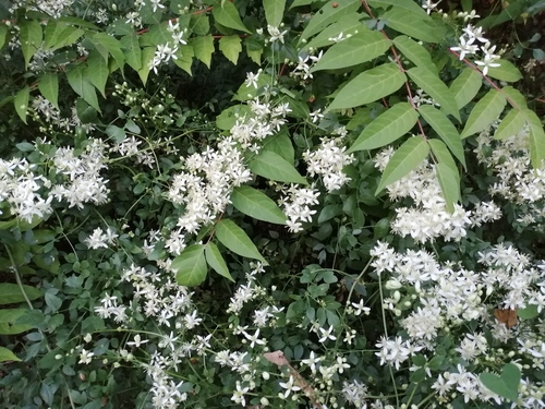 plamienok pálčivý (Clematis flammula)