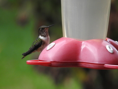 Selasphorus flammula