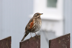 Turdus iliacus coburni