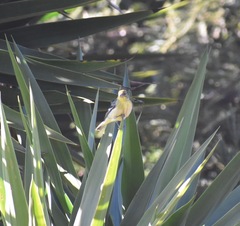 Spinus psaltria