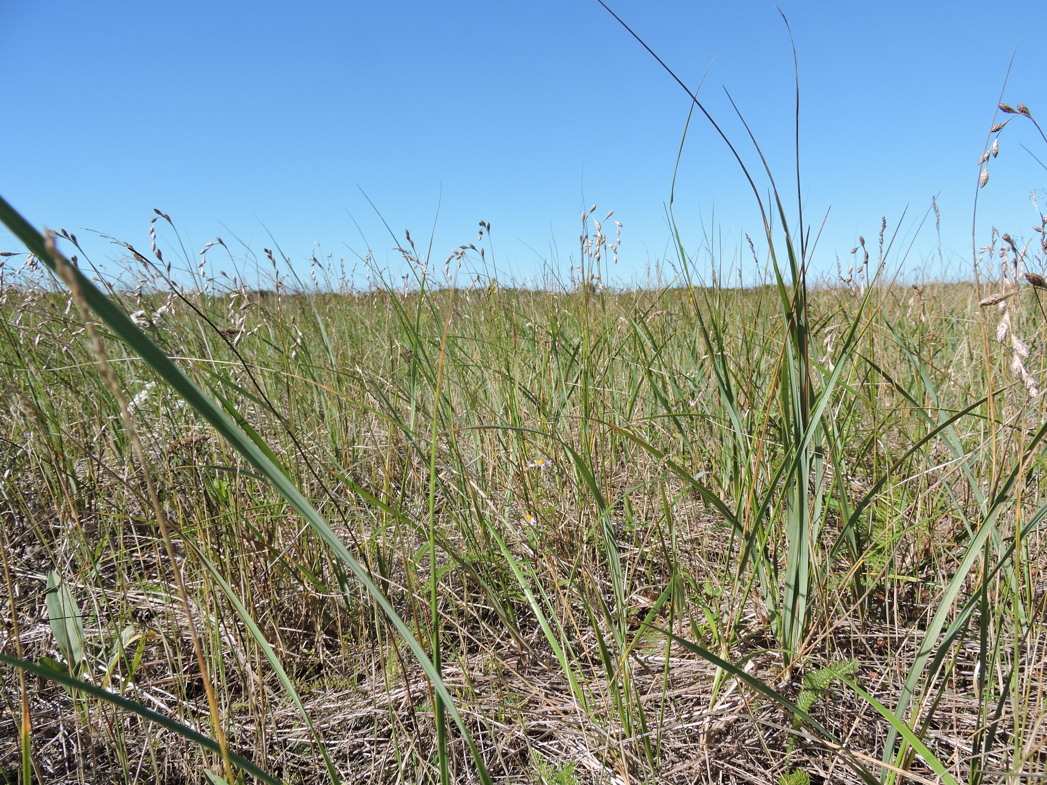 Carex silicea
