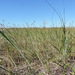 Carex silicea - Photo (c) Lewnanny Richardson,  זכויות יוצרים חלקיות (CC BY-NC), הועלה על ידי Lewnanny Richardson