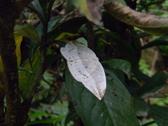 Cyclidia substigmaria