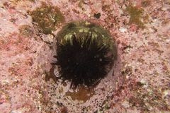 Centrostephanus rodgersii
