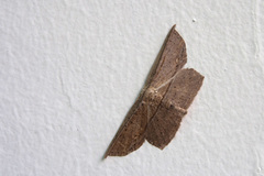 Phalacra vidhisara