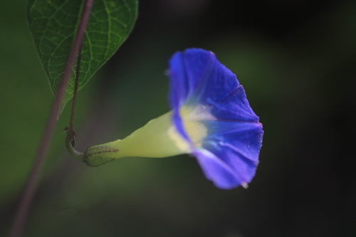 Image of Ipomoea aristolochiifolia by (c) Ricardo Betancourt Sánchez, some rights reserved (CC BY)