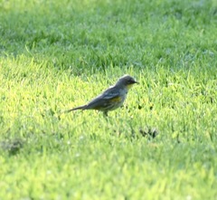 Setophaga coronata