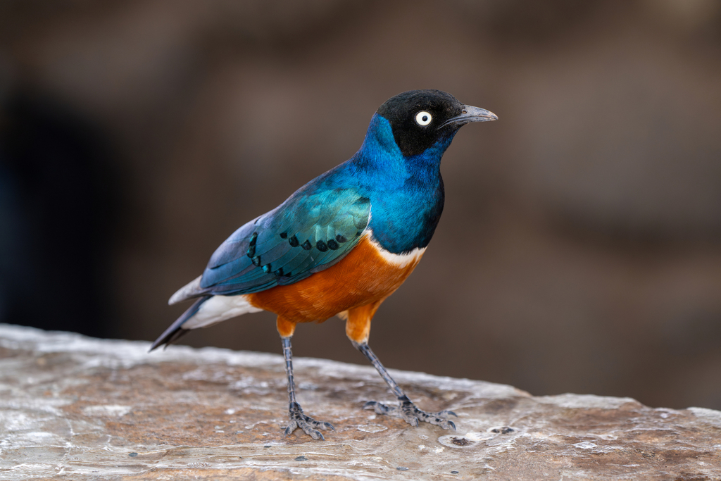 Superb Starling photo
