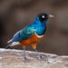 Superb Starling - Photo (c) Marc Henrion, some rights reserved (CC BY-NC), uploaded by Marc Henrion