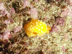Doris chrysoderma