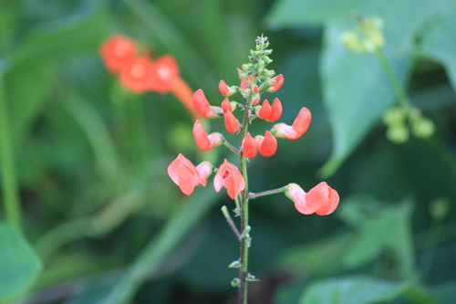 Image of Runner Bean (Phaseolus coccineus) by (c) Ricardo Betancourt Sánchez, some rights reserved (CC BY)
