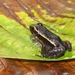 Leptodactylus lineatus - Photo (c) Thomas Stromberg，保留部份權利CC BY-NC