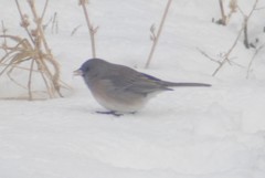 Junco hyemalis cismontanus