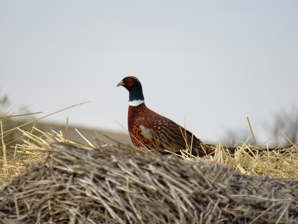 Ring Necked Pheasant From Maple Creek No 111 SK S0N Canada On   Large 