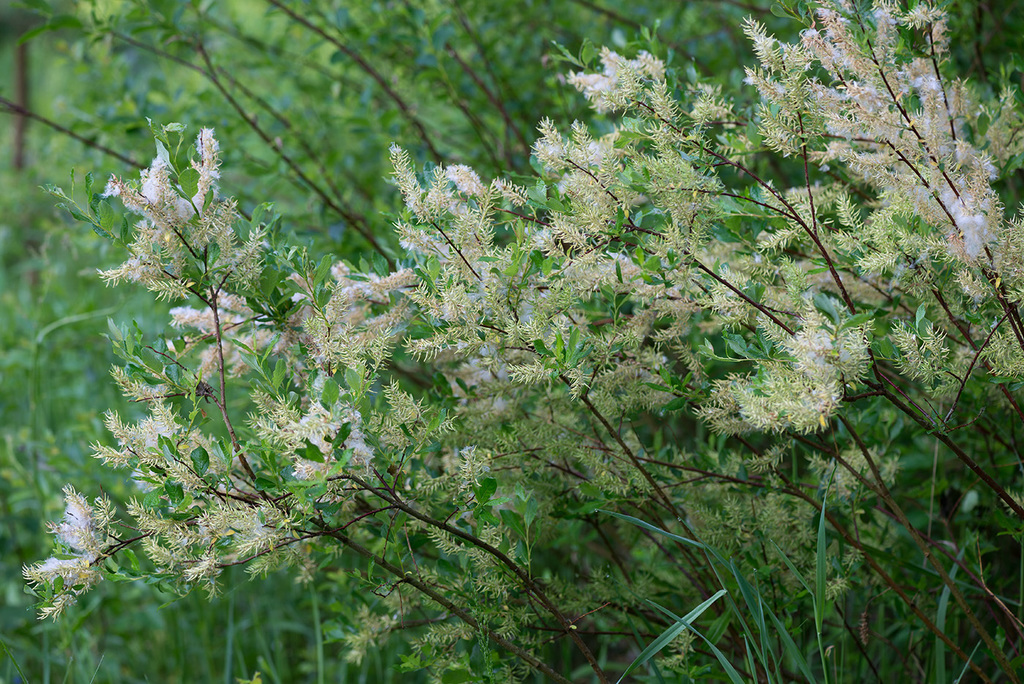 Salix starkeana