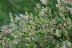 Salix starkeana