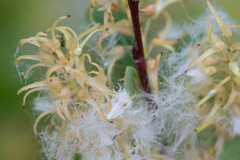 Salix starkeana